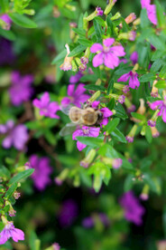 蜜蜂