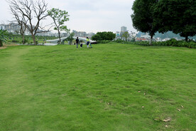 草坪