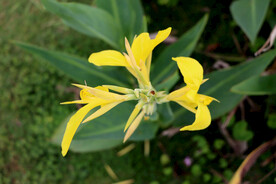 美人蕉黄花