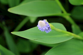 梭鱼草花