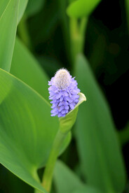 梭鱼草花