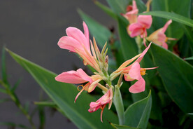 美人蕉粉花