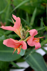 美人蕉粉花