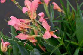 美人蕉粉花