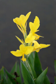 美人蕉黄花