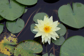 睡莲花