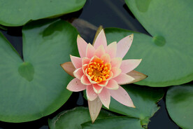 睡莲花