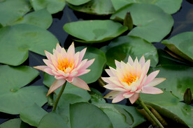 睡莲花