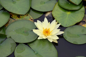 睡莲花