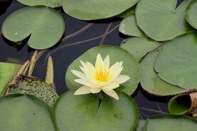 睡莲花