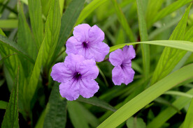 牵牛花