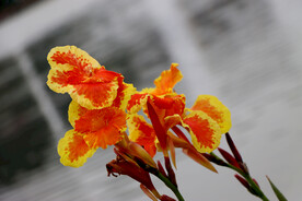 美人蕉花
