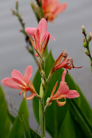 美人蕉粉花
