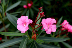 夹竹桃花