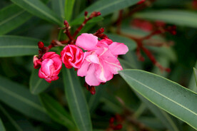 夹竹桃花
