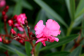 夹竹桃花