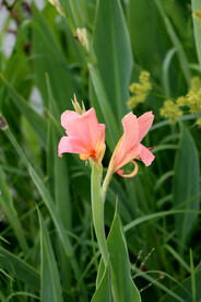 美人蕉粉花