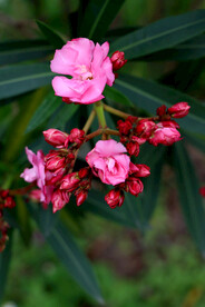 夹竹桃花