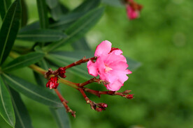 夹竹桃花