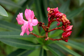 夹竹桃花