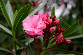 夹竹桃花