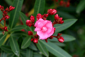 夹竹桃花