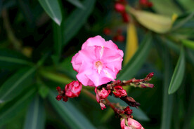 夹竹桃花
