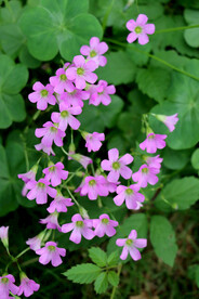 三叶草花