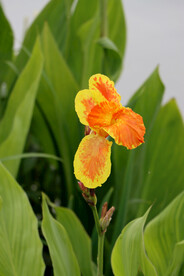 美人蕉黄花