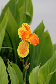 美人蕉黄花
