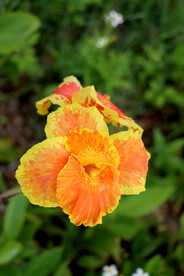 美人蕉黄花