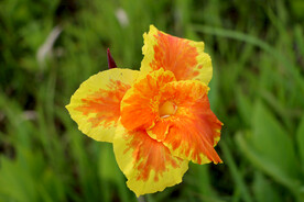 美人蕉黄花