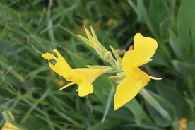 美人蕉黄花