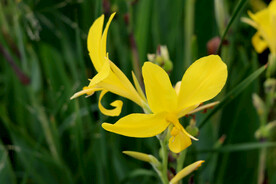 美人蕉黄花