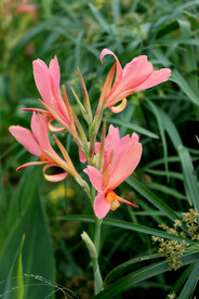 美人蕉粉花