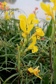 美人蕉黄花