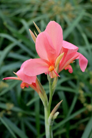 美人蕉粉花