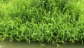 水草