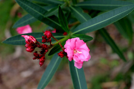 夹竹桃花