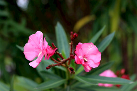 夹竹桃花