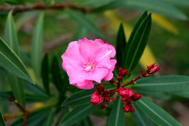 夹竹桃花枝