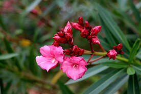 夹竹桃花枝