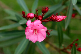 夹竹桃花枝