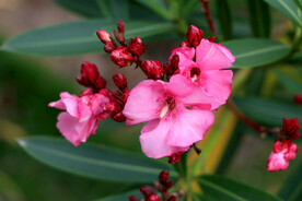 夹竹桃花枝