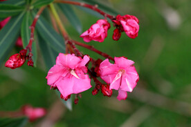 夹竹桃花