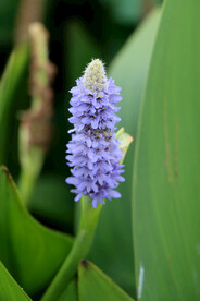  梭鱼花
