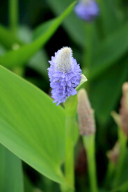  梭鱼花