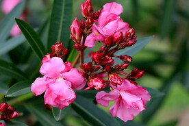 夹竹桃花