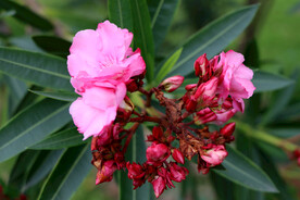 夹竹桃花