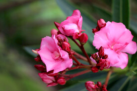 夹竹桃花